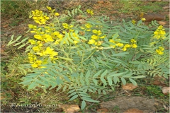 Cassia senna